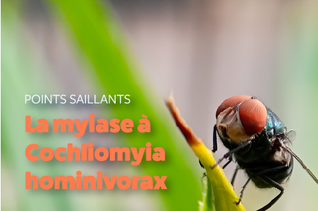 La myiase à Cochliomyia hominivorax